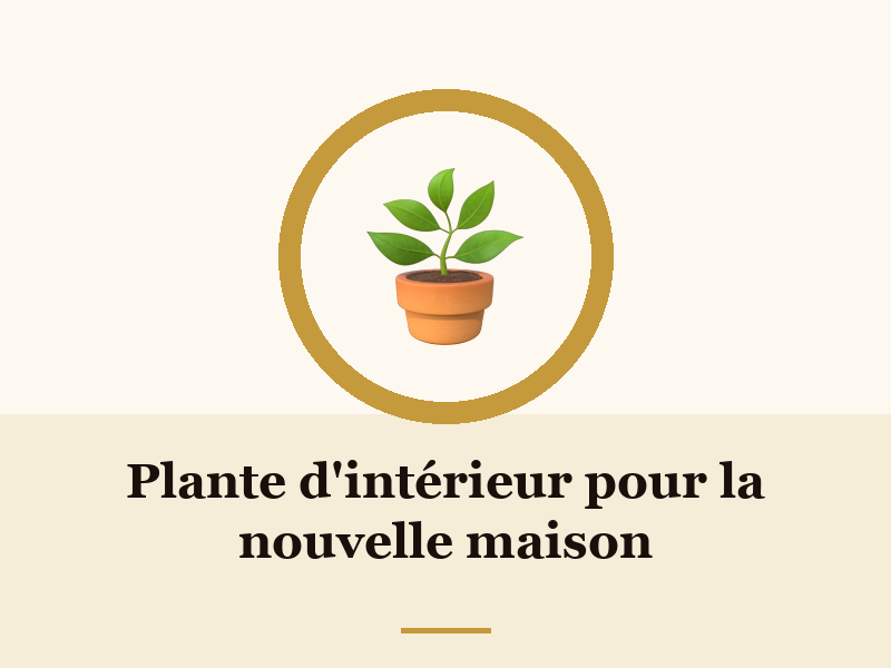 Plante d'intérieur pour la nouvelle maison